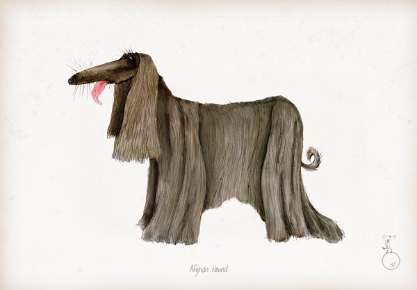 Afghan Hound - Fun Dog Art Print by Tony Fernandes