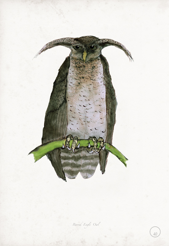 Barred Eagle Owl art print by Tony Fernandes