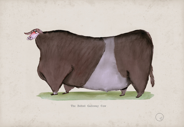 The Belted Galloway Cow, fun heritage art print by Tony Fernandes
