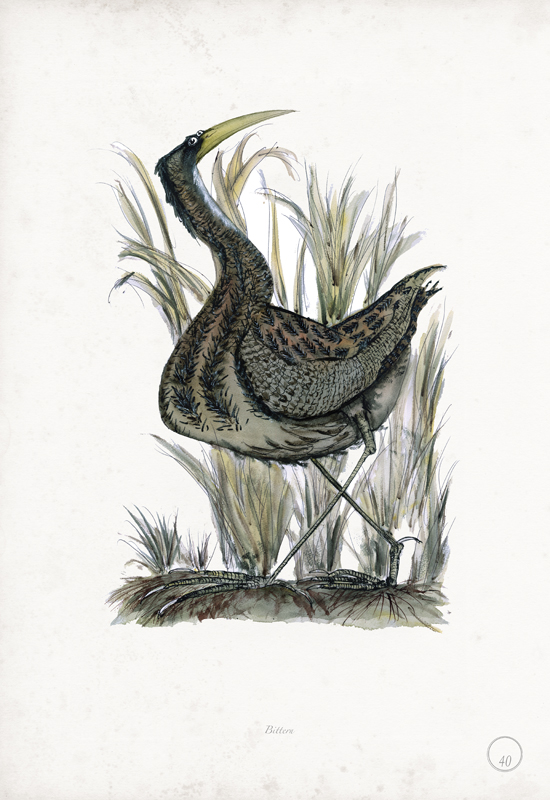 Bittern art print by Tony Fernandes