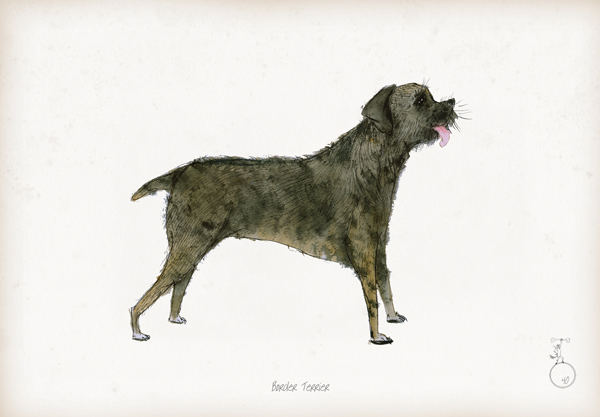 Border Terrier - Fun Dog Cartoon Print by Tony Fernandes