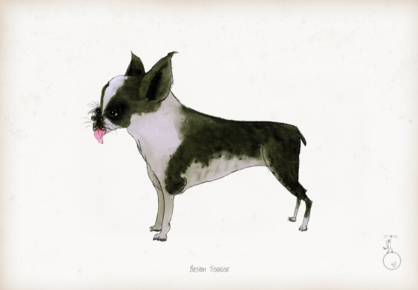 Boston Terrier - Fun Dog Cartoon Print by Tony Fernandes