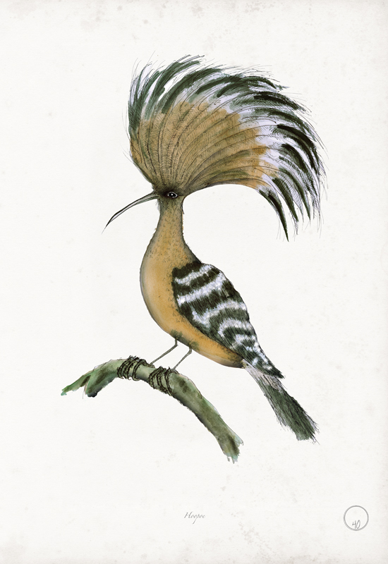 Hoopoe art print by Tony Fernandes