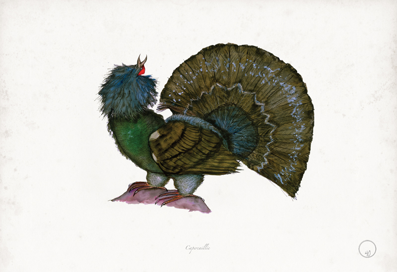 Capercaillie art print by Tony Fernandes