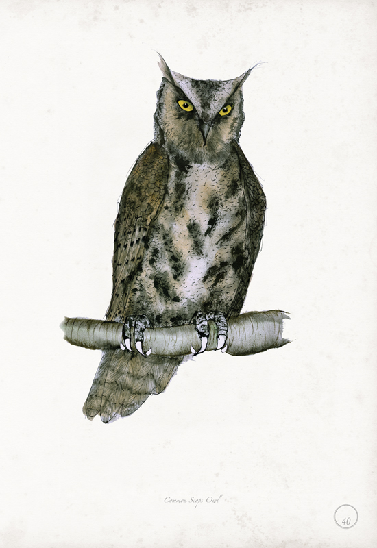 Common Scops Owl art print by Tony Fernandes