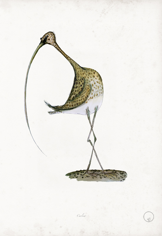 Curlew art print by Tony Fernandes