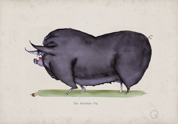Berkshire Pig, fun heritage art print by Tony Fernandes