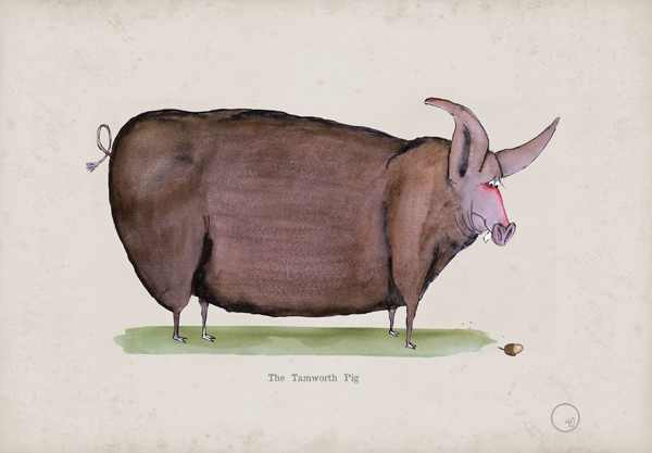 The Tamworth Pig, fun heritage art print by Tony Fernandes