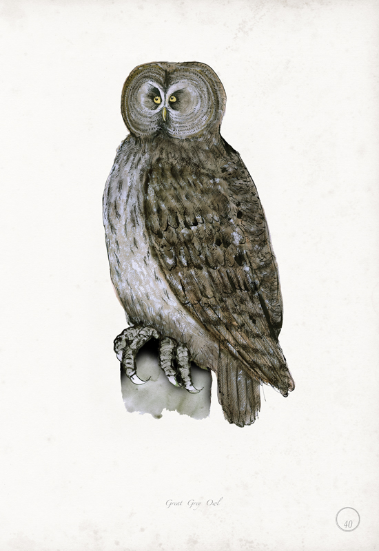 Great Grey Owl art print by Tony Fernandes