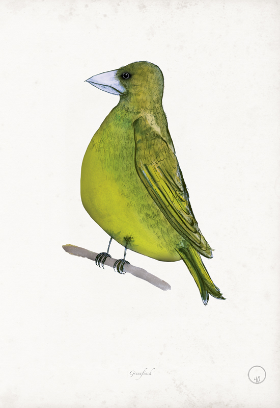 Greenfinch art print by Tony Fernandes