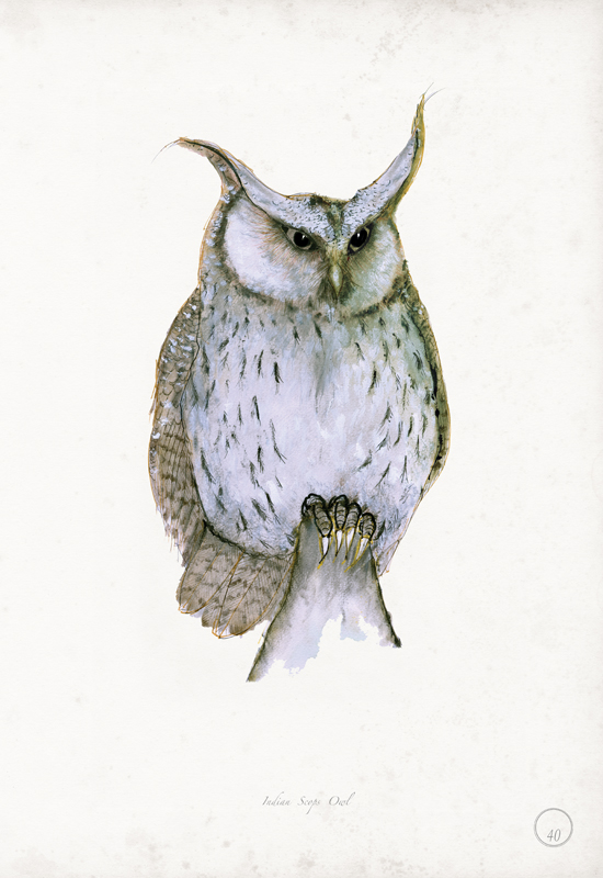 Indian Scops Owl art print by Tony Fernandes