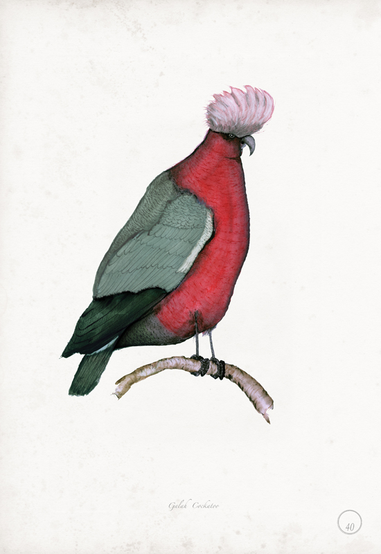 Galah Cockatoo art print by Tony Fernandes