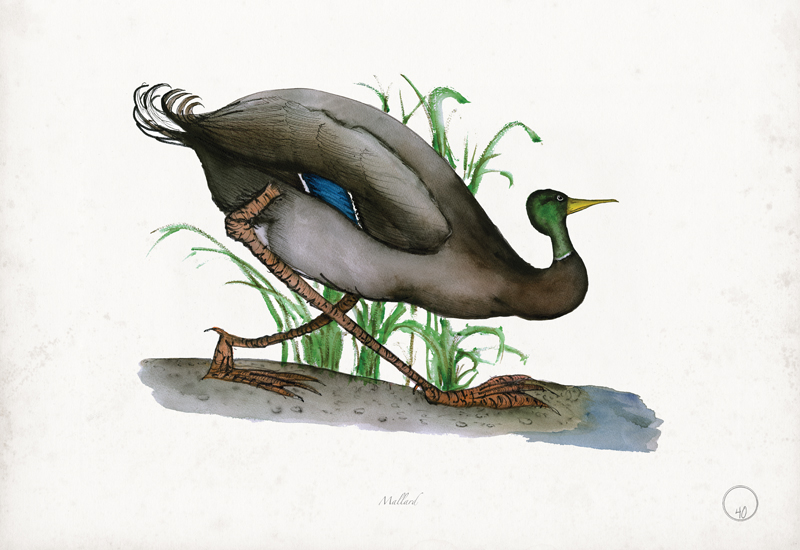 Mallard art print by Tony Fernandes