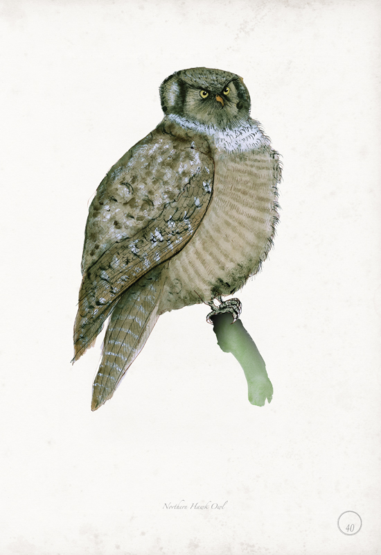 Northern Hawk Owl art print by Tony Fernandes