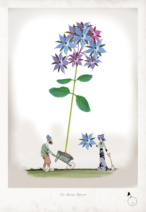 Borage - whimsical kitchen herb print by Tony Fernandes