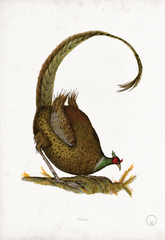 Pheasant art print by Tony Fernandes