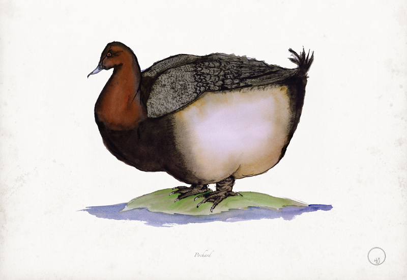 Pochard art print by Tony Fernandes