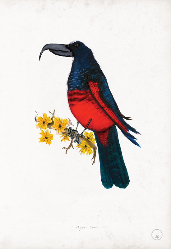 Pesquet's Parrot art print by Tony Fernandes