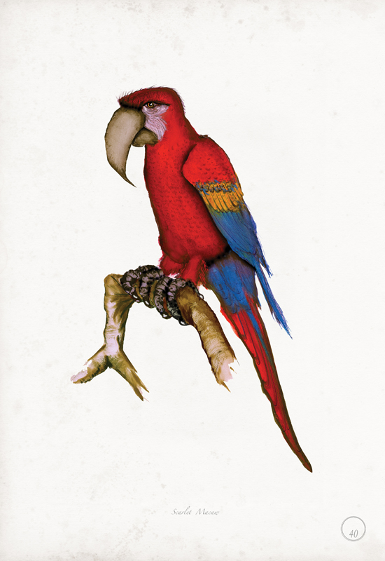 Scarlet Macaw art print by Tony Fernandes