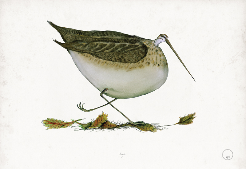 Snipe art print by Tony Fernandes