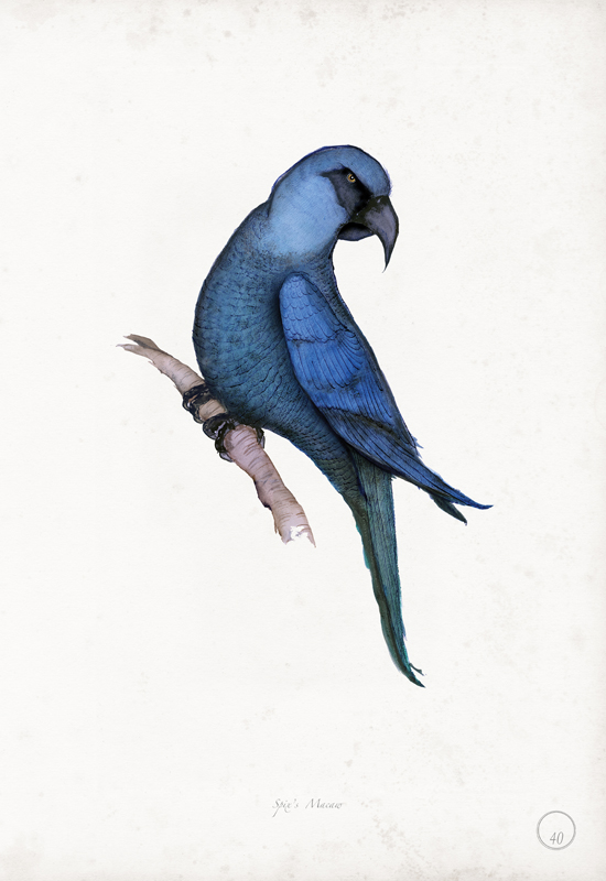 Spix’s Macaw art print by Tony Fernandes