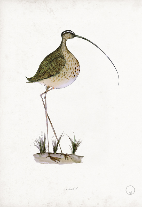 Whimbrel art print by Tony Fernandes