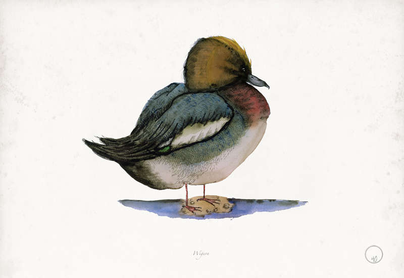 Wigeon art print by Tony Fernandes