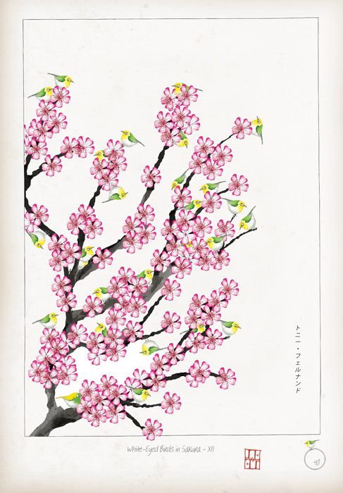 XII - White Eyed Birds in Sakura by Tony Fernandes